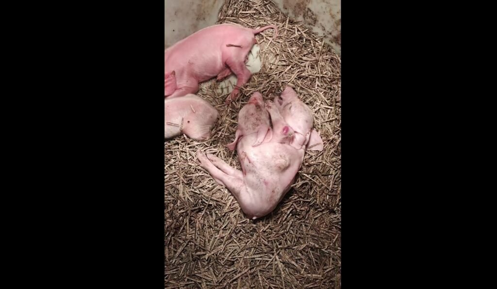 The Most Heartbreaking Animal Deformities Ever Discovered